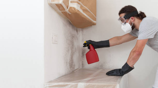 Basement Mold Remediation treatment on basement walls in Freeman