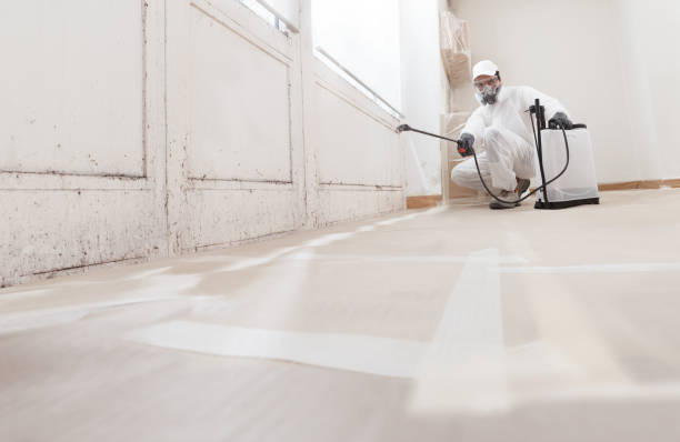 Black mold remediation team in Freeman